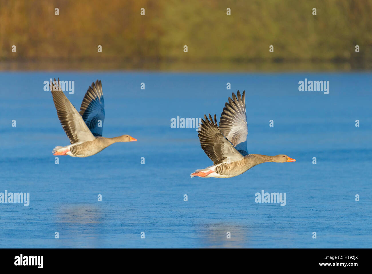 Graylag oche (Anser anser) volare sopra il lago, Hesse, Germania Foto Stock