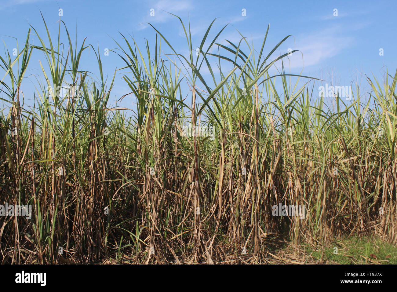 La canna da zucchero inida proferire pradesh Foto Stock