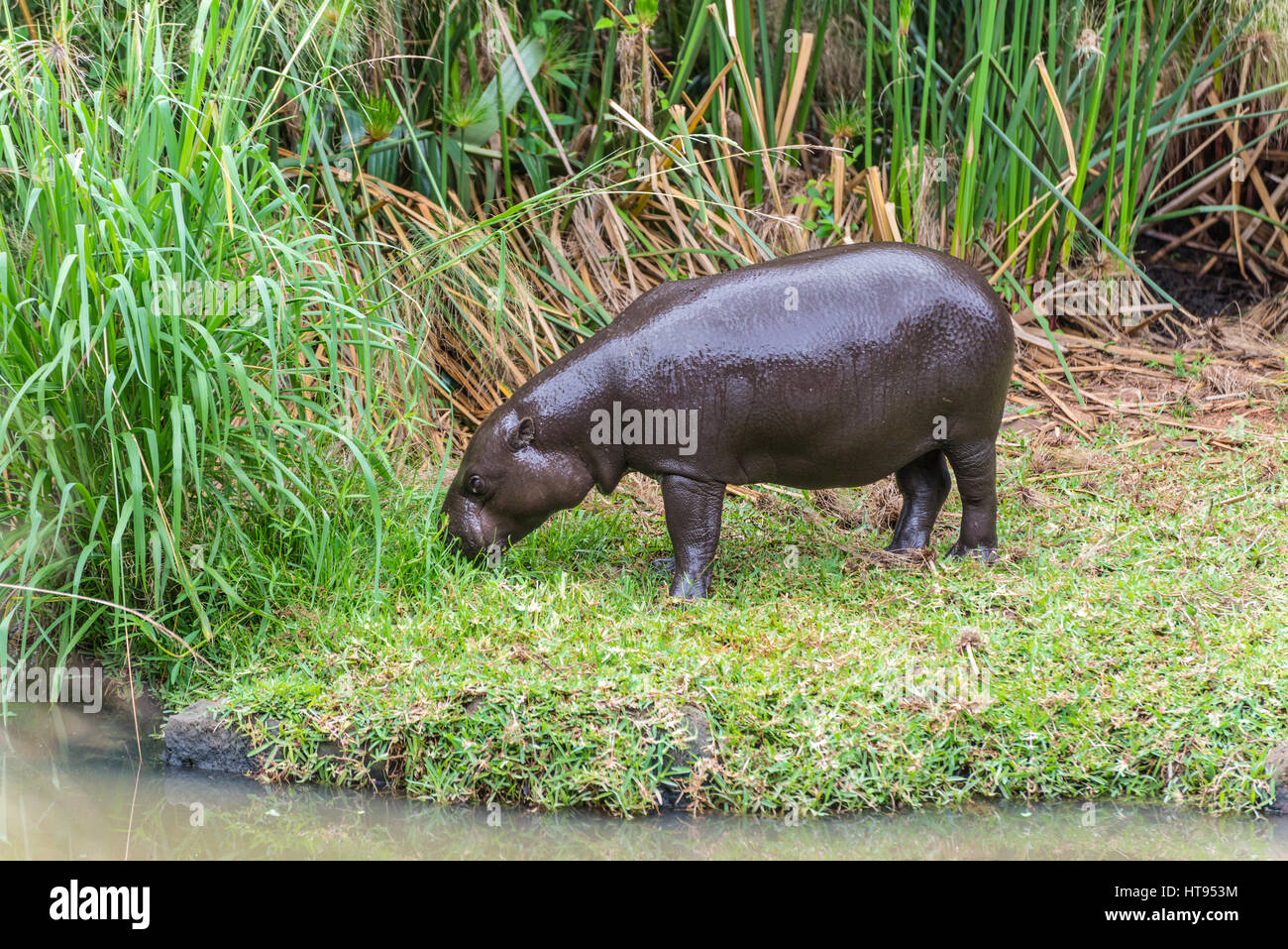 Il giovane behemoth (Hippopotamus amphibius) sull'erba verde nel Parco di Casela, Mauritius Foto Stock