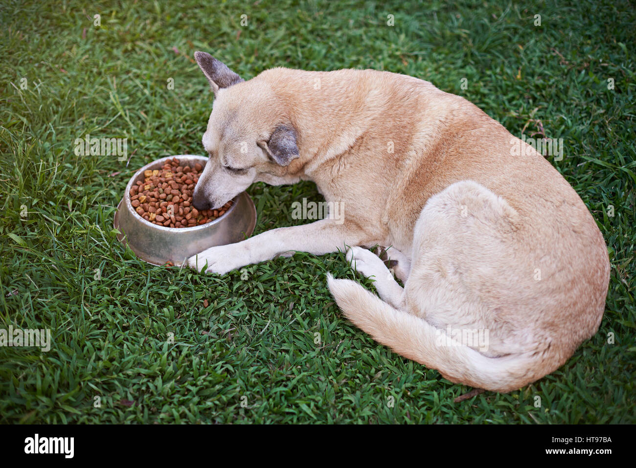 Una marrone cane mangia in cantiere il cibo dalla ciotola di metallo. La posa del cane e mangiare sul parco verde erba Foto Stock