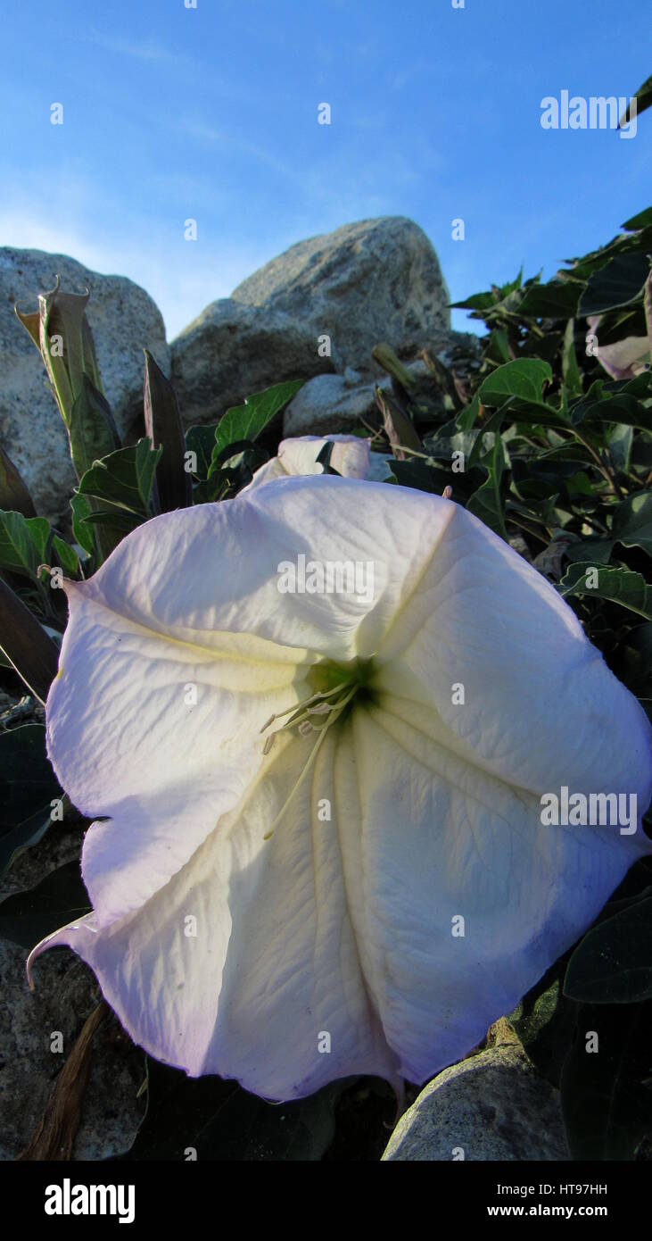 Datura Devil's Datura wrightii tromba mostra che è appariscente fiore in primo piano con rocce in background. Foto Stock