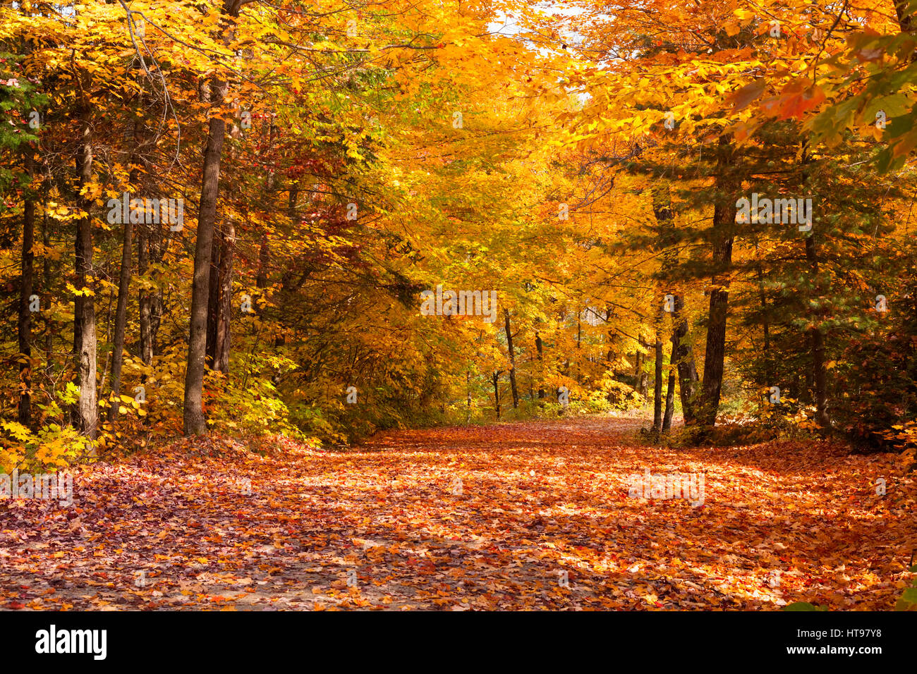 Una strada coperta da foglie durante la stagione autunnale di Algonquin Provincial Park, Ontario, Canada. Foto Stock