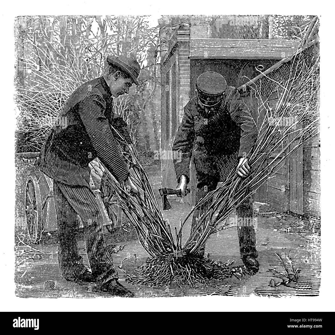 Vintage incisione di giardinaggio, gli agricoltori dividere un arbusto di piantare come diverse piante. Foto Stock