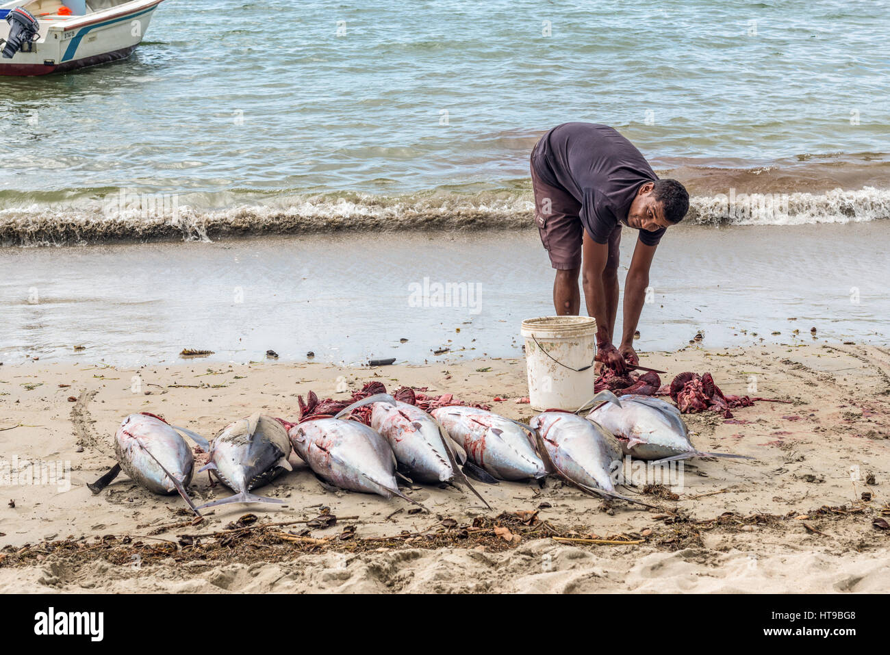 Tamarin, Mauritius - Dicembre 10, 2015: pescatore gestisce grandi fresco tonno sulla spiaggia di Tamarin Bay in Mauritius. Foto Stock