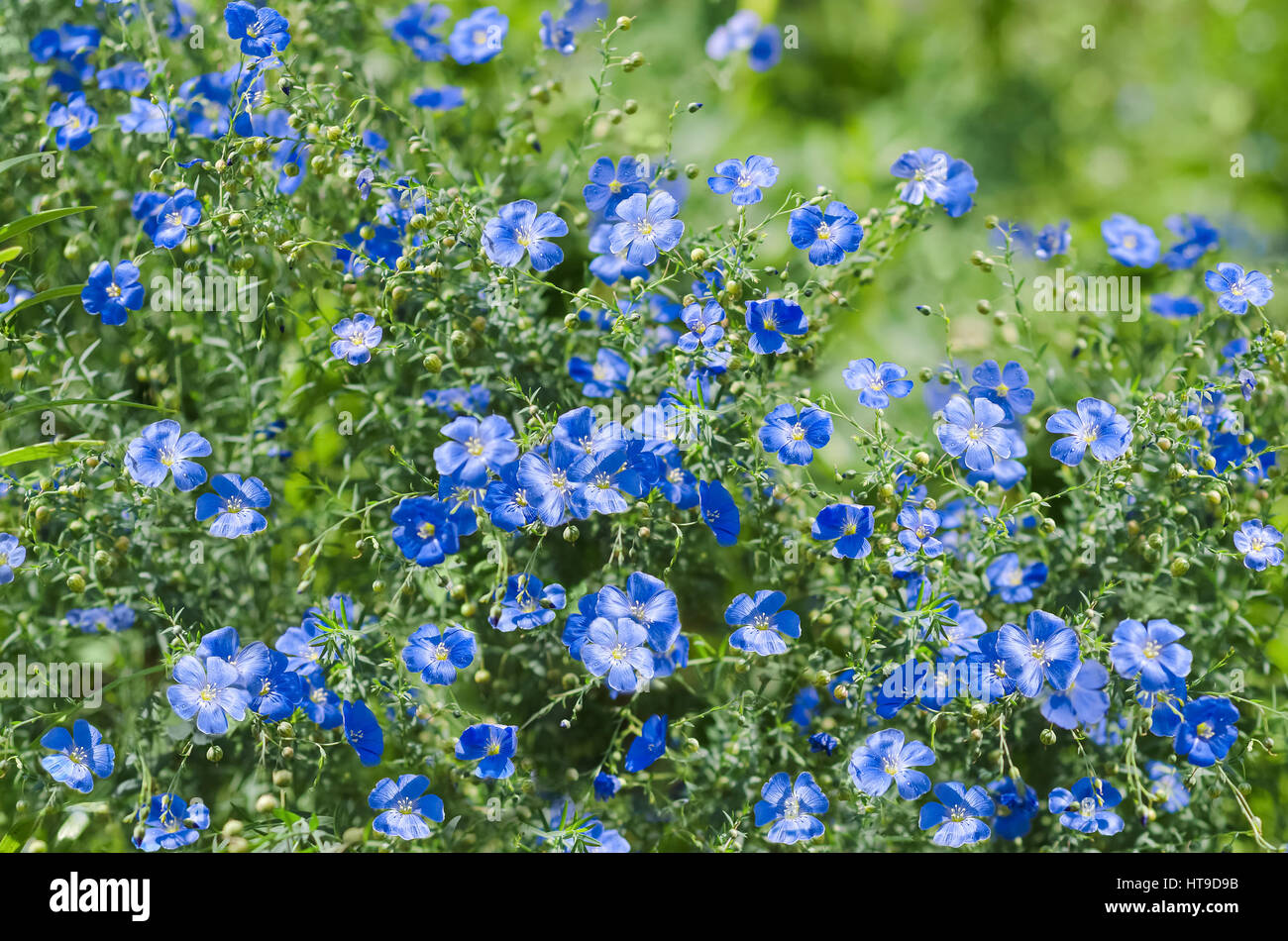 Naturale sfondo estate prato con fiori blu di lino Foto Stock