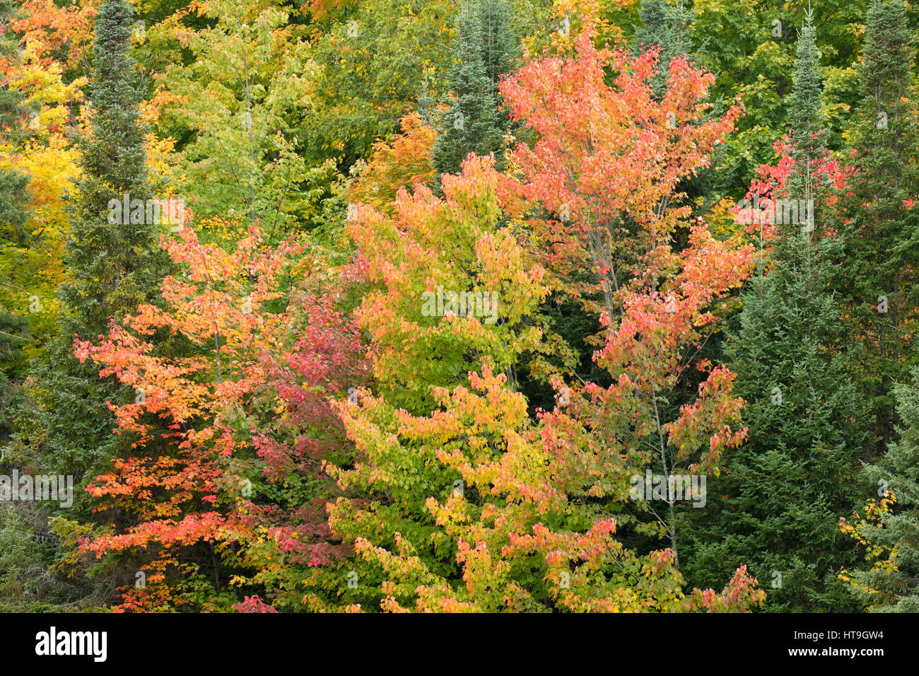 I colori autunnali, ad ovest del Lago di Rose, Algonquin Provincial Park, Ontario, Canada Foto Stock