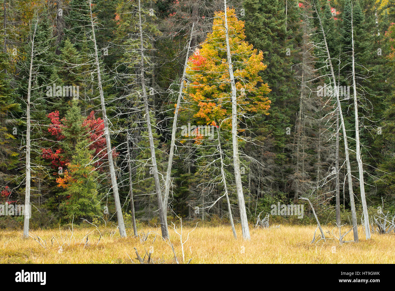 I colori autunnali, ad ovest del Lago di Rose, Algonquin Provincial Park, Ontario, Canada Foto Stock