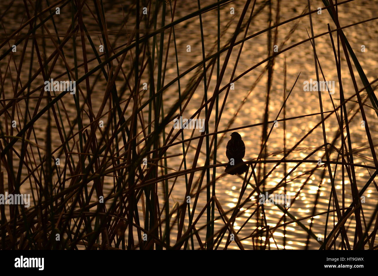 Come un tardo inverno raggi del sole riflettono fuori della superficie dell'acqua, un piccolo uccello vigile sorge arroccato su un bendy reed in un boschetto in questo stagno di bordo. Foto Stock