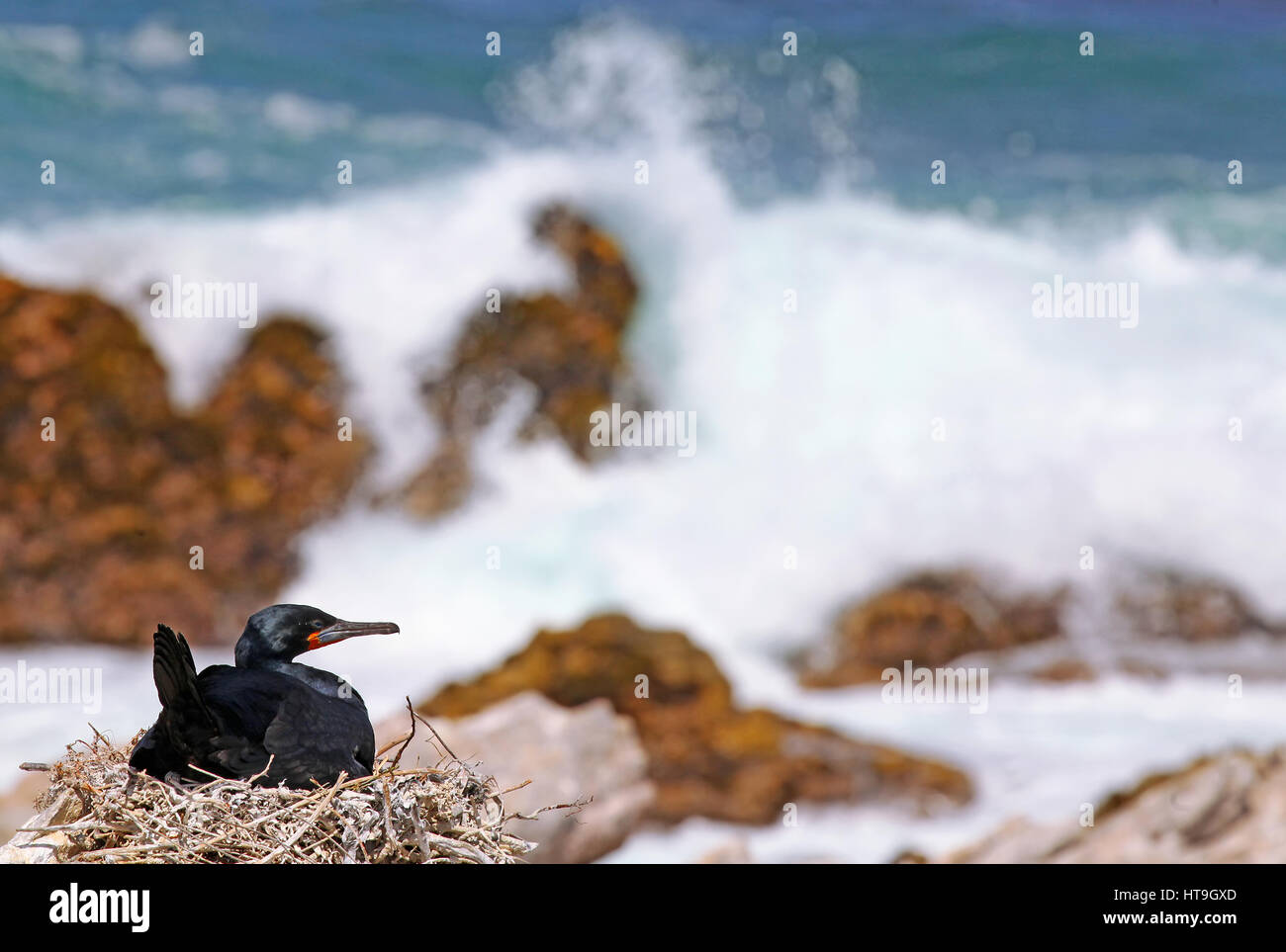 Capo i cormorani, Sud Africa Foto Stock