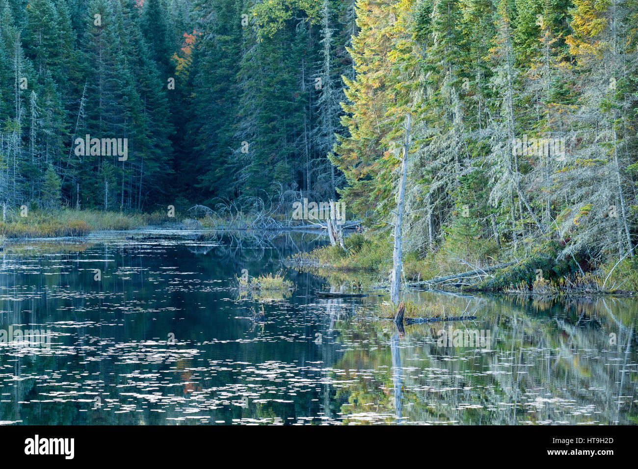 Dawn, Wolf Howl stagno, Algonquin Provincial Park, Ontario, Canada Foto Stock