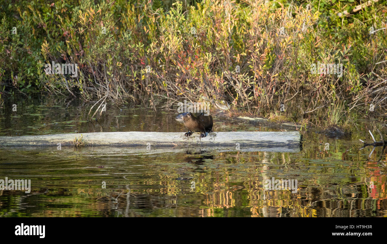 La lontra, Wolf Howl stagno, Algonquin Provincial Park, Ontario, Canada Foto Stock