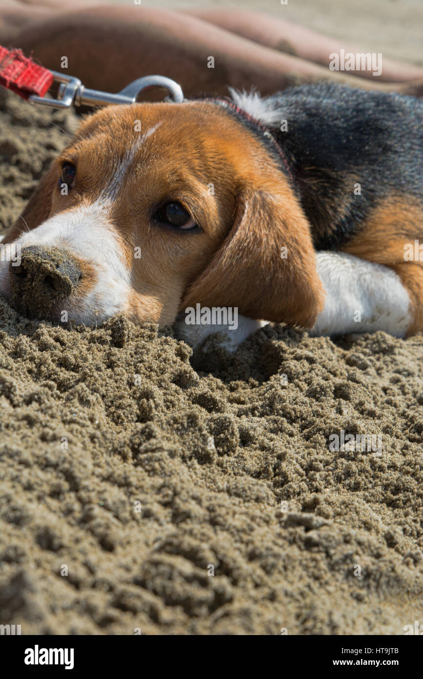 Dog Beach Foto Stock