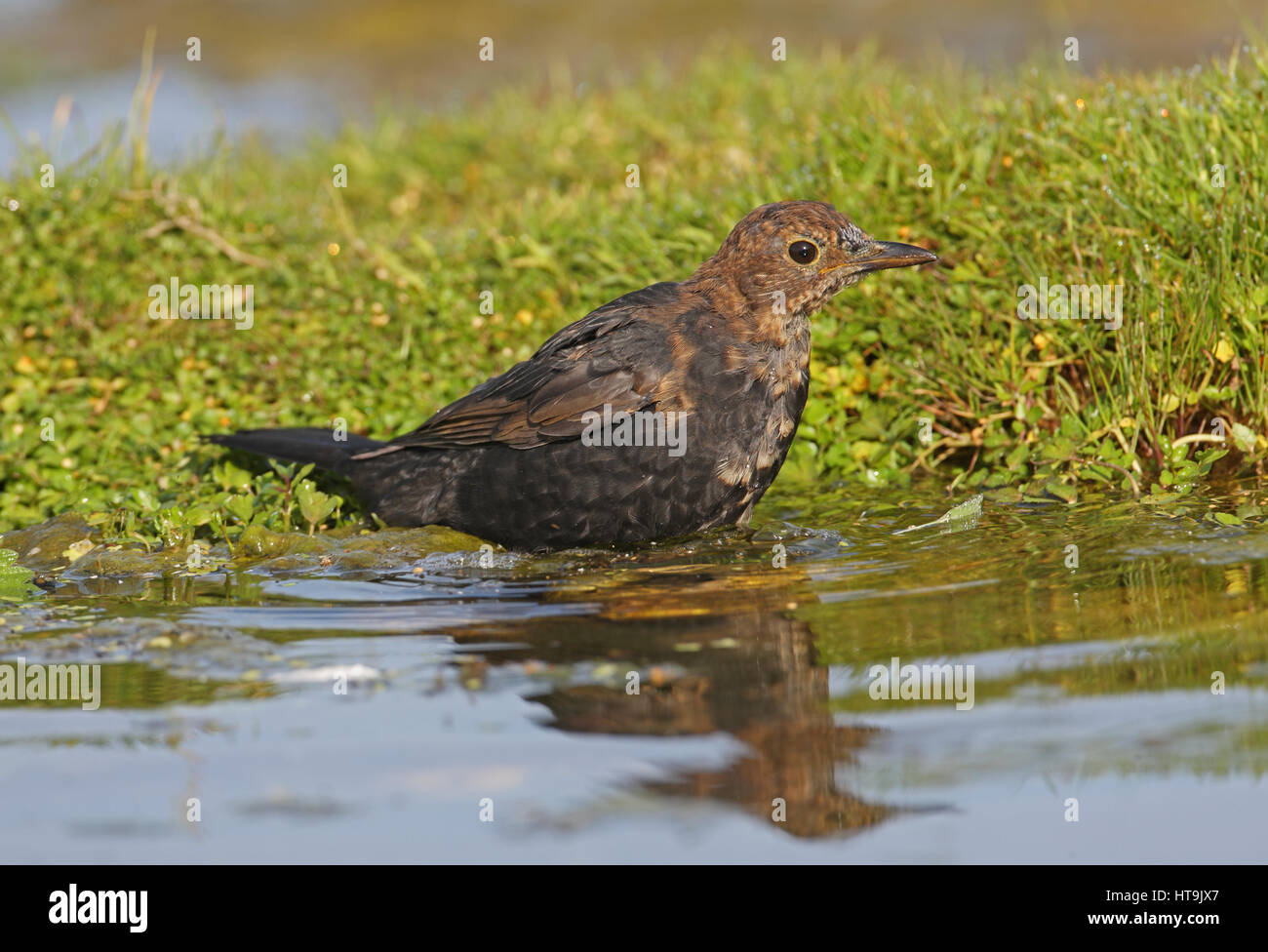 Eurasian Blackbird (Turdus merula merula) capretti maschio, moulting nel piumaggio adulto, balneazione Eccles-on-Sea, Norfolk Settembre Foto Stock