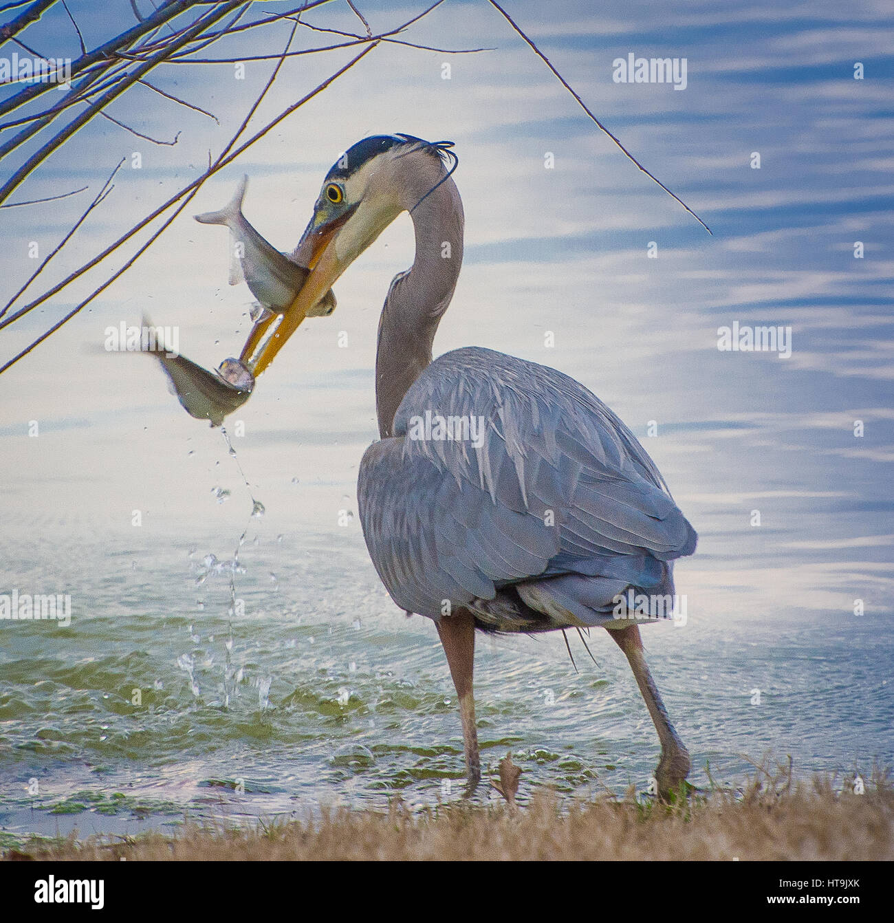 Un Airone blu contiene due pesci nel suo conto al lago presso il Parco di Harlinsdale Farm in Franklin, Tennessee. Foto Stock