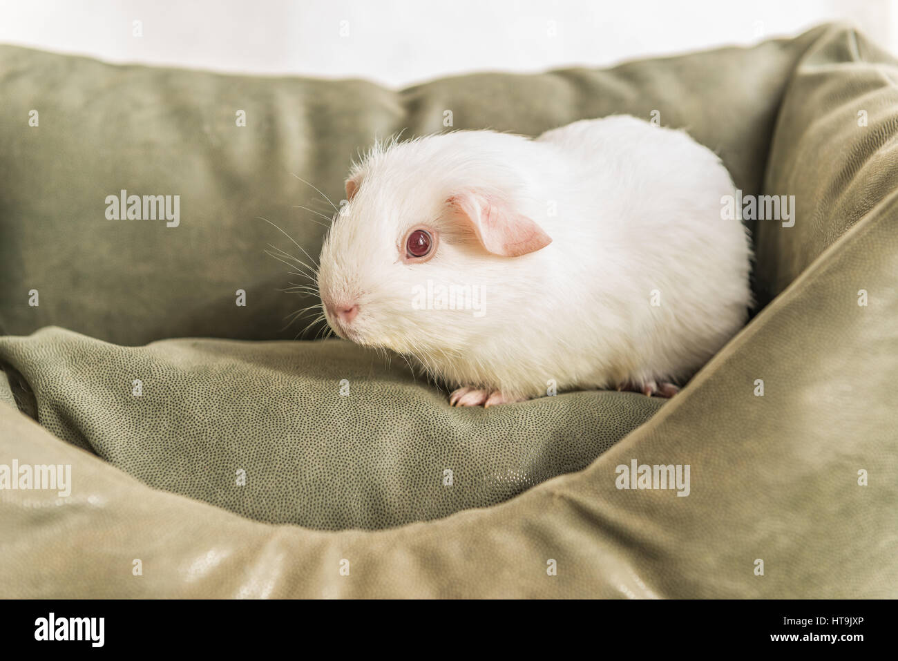 White cavia sul lettino. Foto Stock