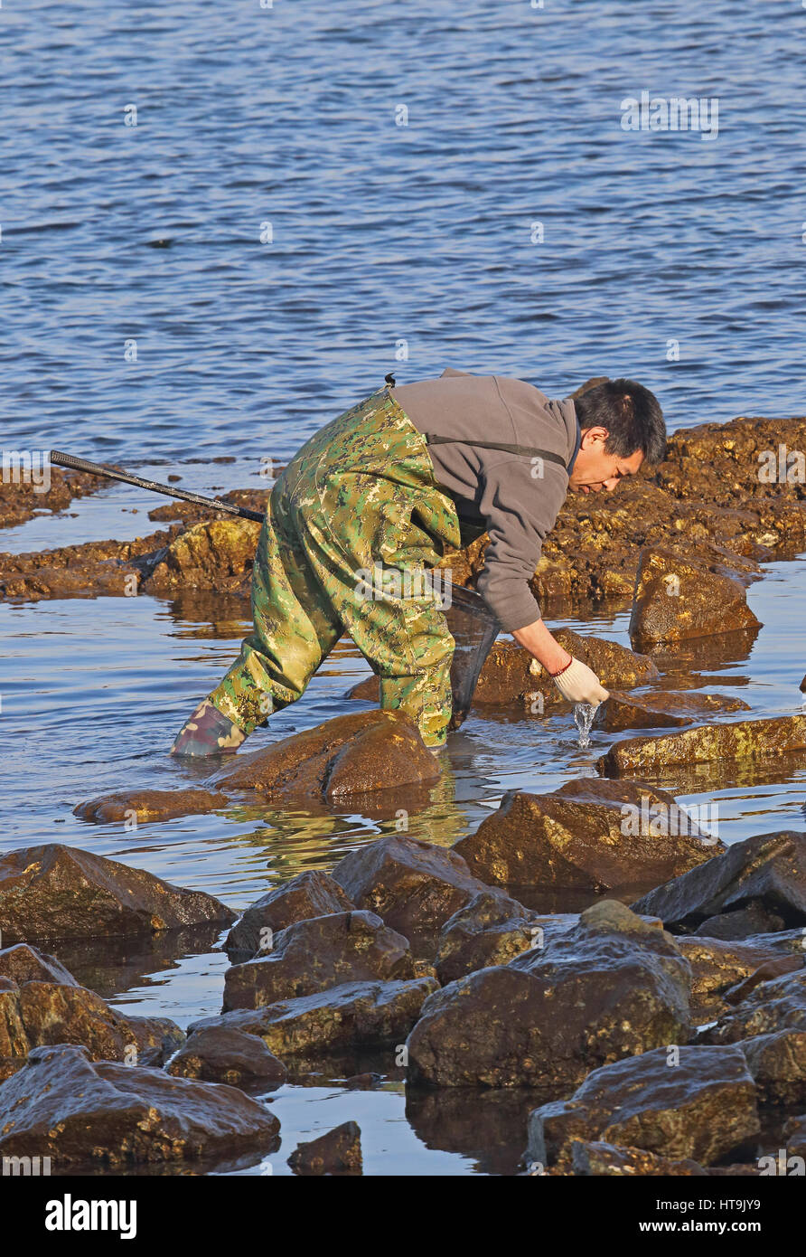 L'uomo rovistando per creature del mare nella costa rocciosa Beidaihe acqua, Hebei, la Cina può Foto Stock