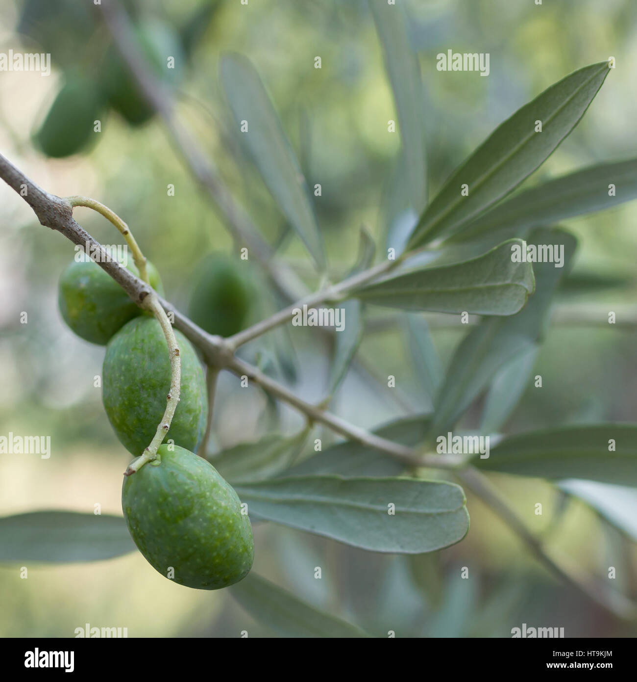 Tre olive verdi appeso nella struttura Foto Stock