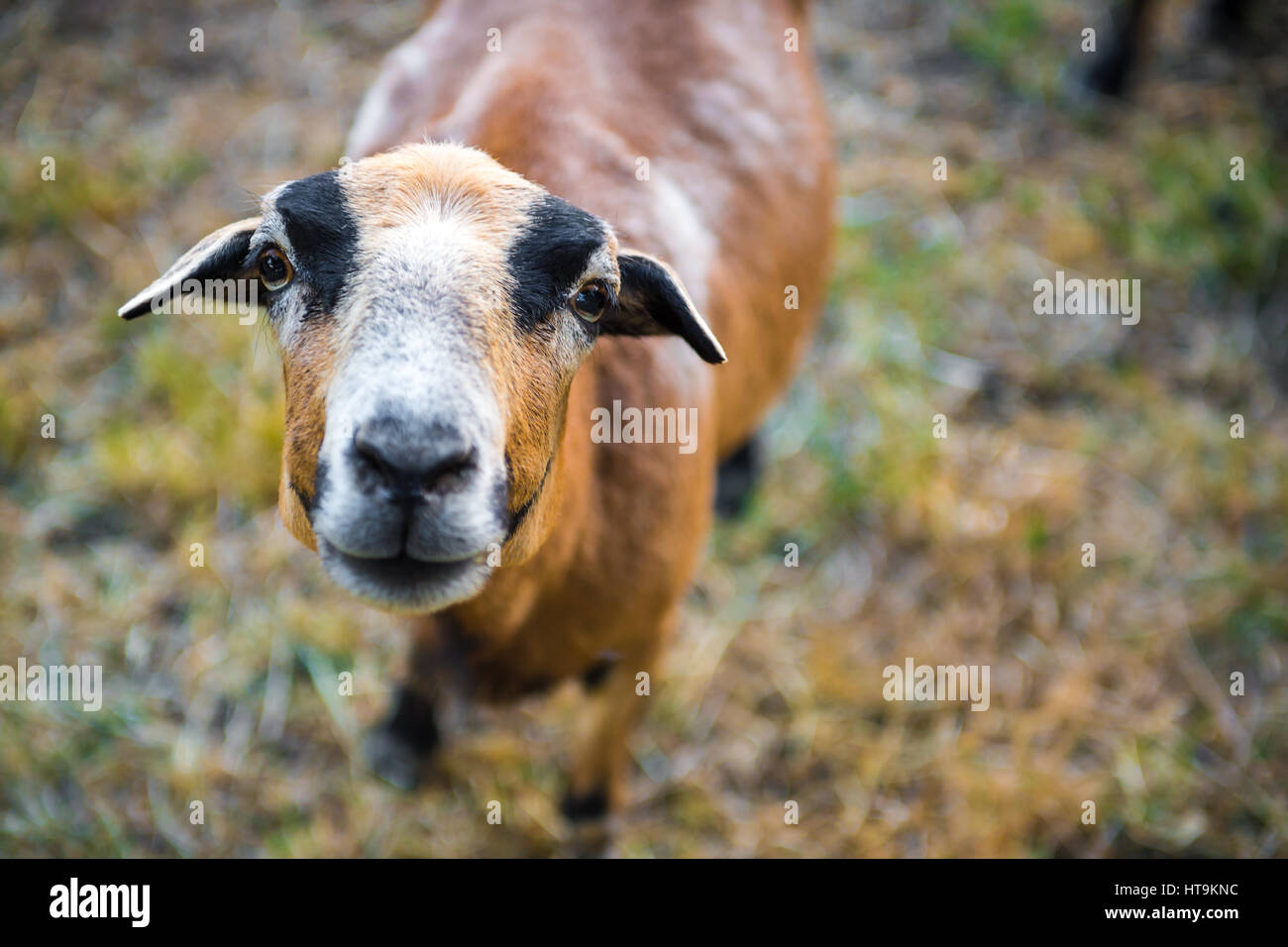 Curioso Barbado Blackbelly ritratto di pecora Foto Stock