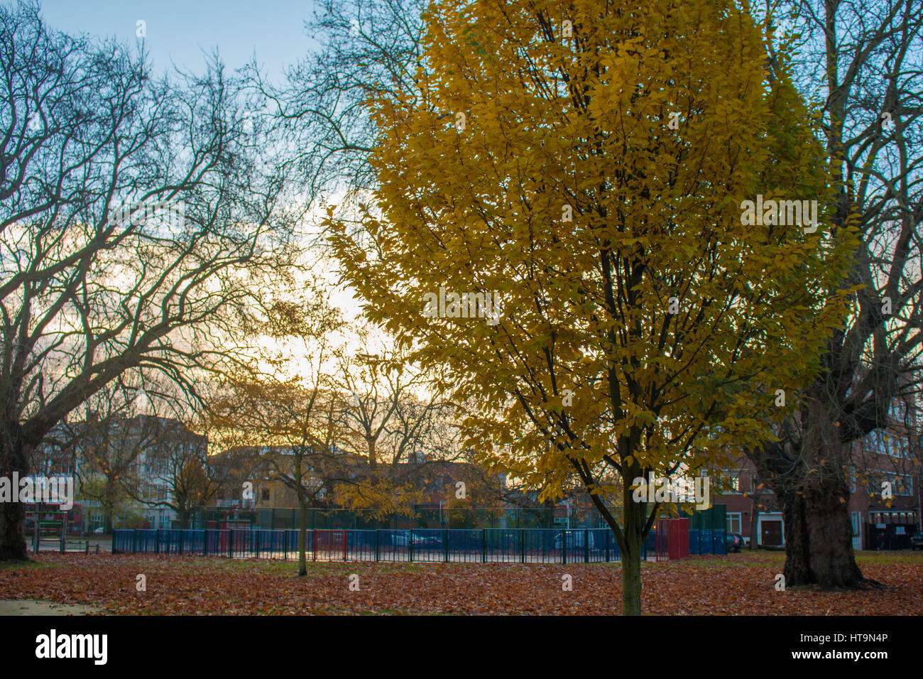 Alberi in un parco silenzioso Foto Stock