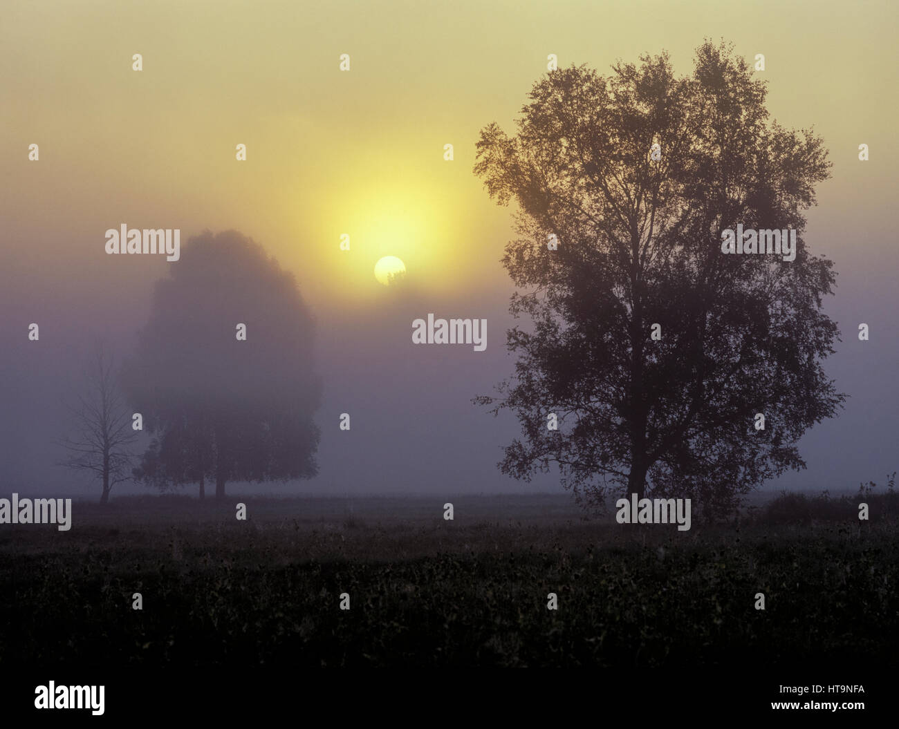 Autunno misty alba sopra il prato, la Masuria - Polonia, l'Europa. Foto Stock