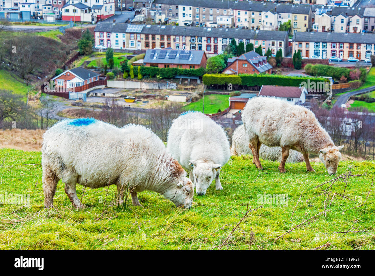 Welsh mountain pecore al pascolo al di sopra del villaggio di Rhondda di Cwmparc, Galles del Sud Foto Stock