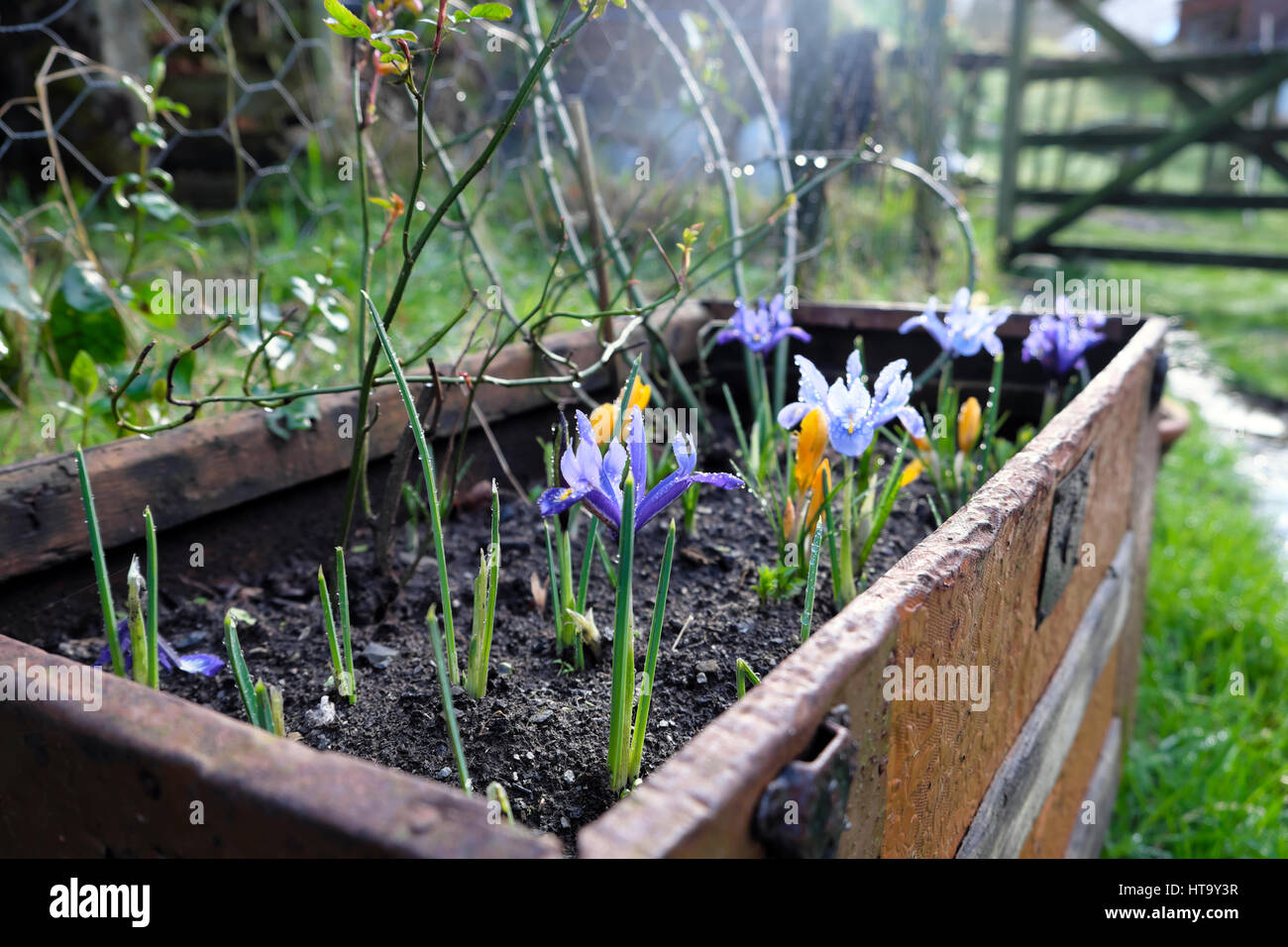 Fiori di Primavera viola Iris reticulata e giallo crocus cresce in un vecchio legno casella della piantatrice Marzo 2017 Carmarthenshire Wales UK KATHY DEWITT Foto Stock