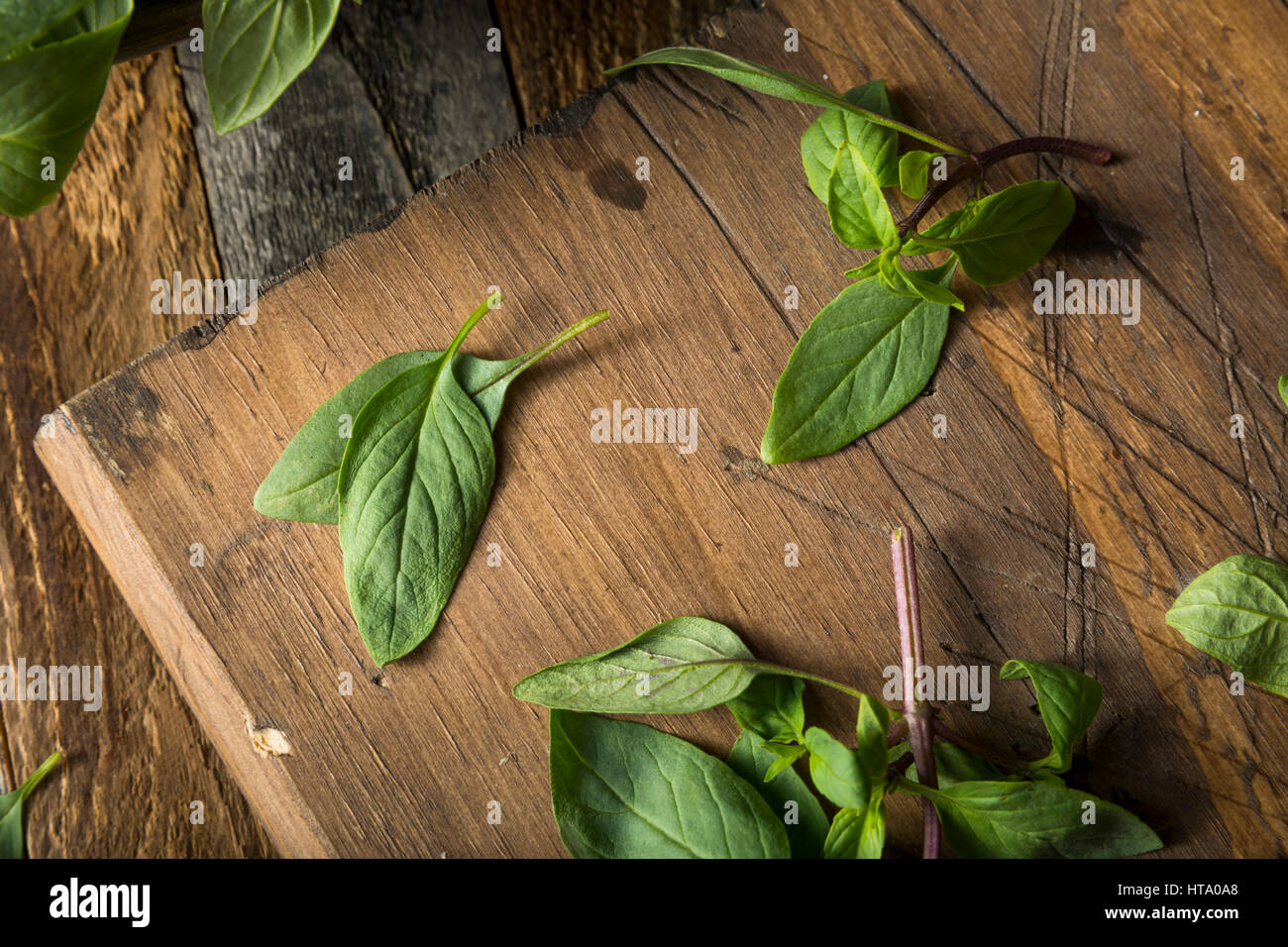 Materie organiche verde basilico tailandese pronto per tritare Foto Stock