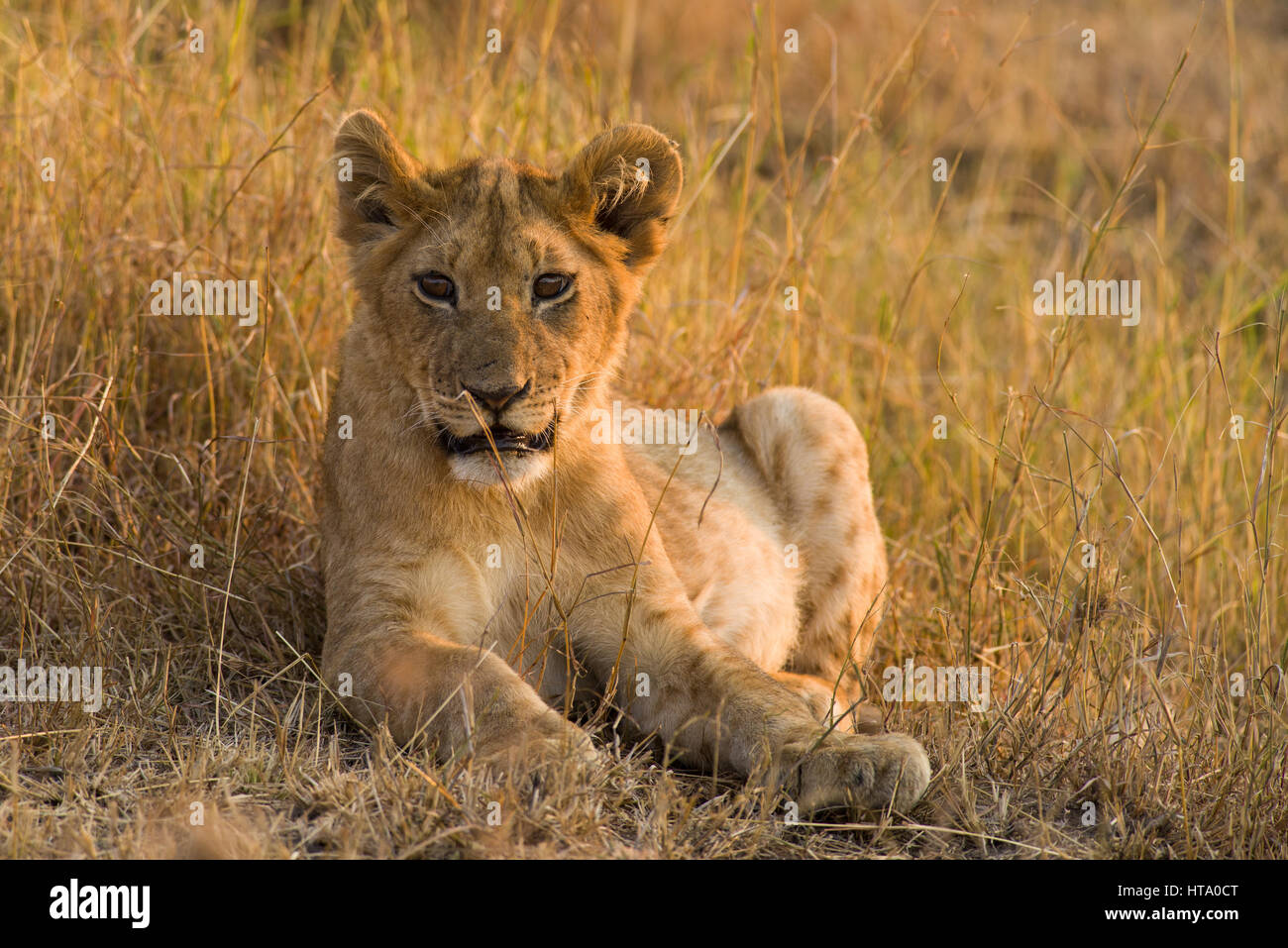Lion cub (panthera leo) di appoggio in erba secca, il Masai Mara, Kenya Foto Stock