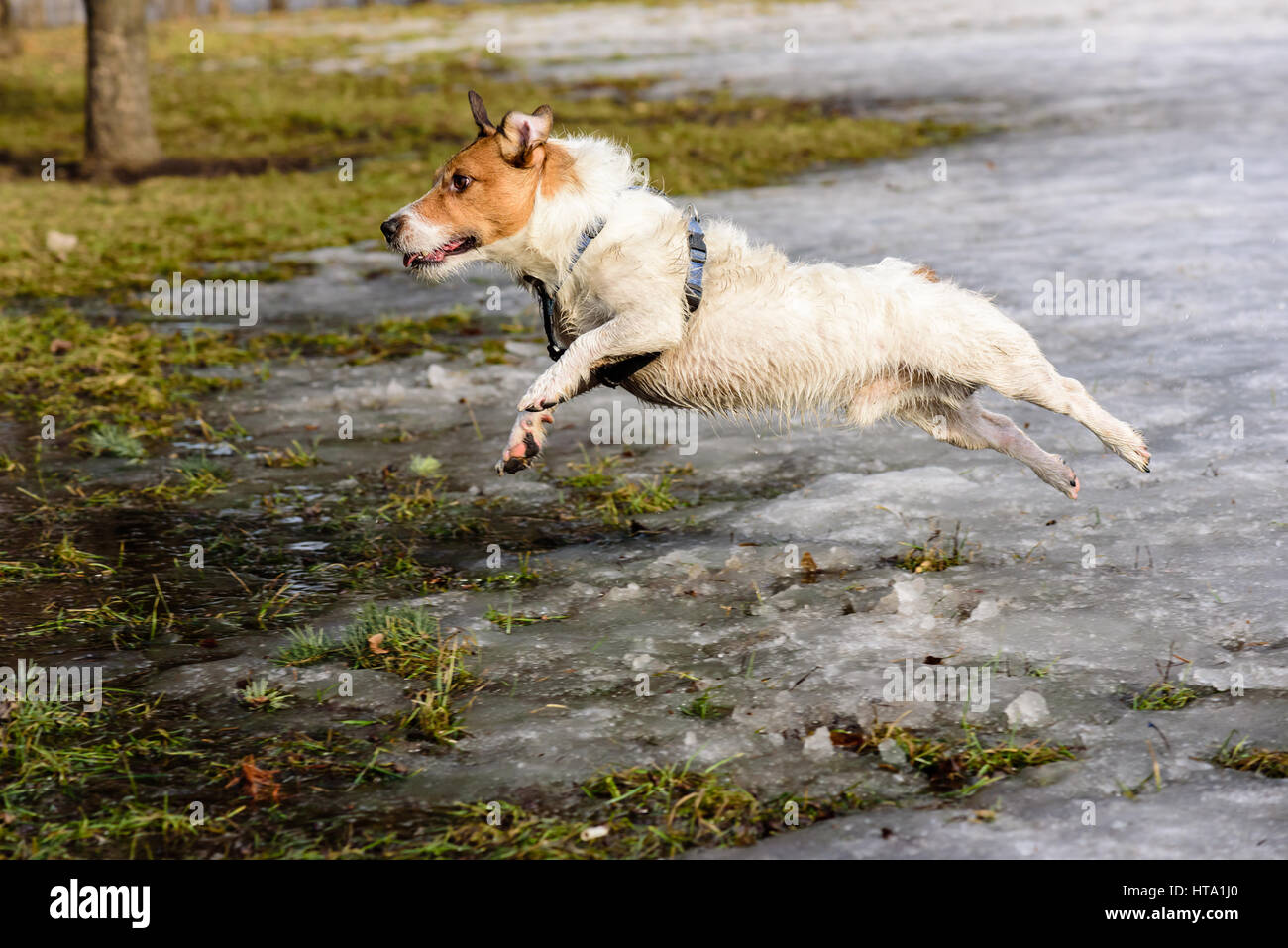 Umidi e sporchi cane soffici jumping dall'inverno alla primavera Foto Stock