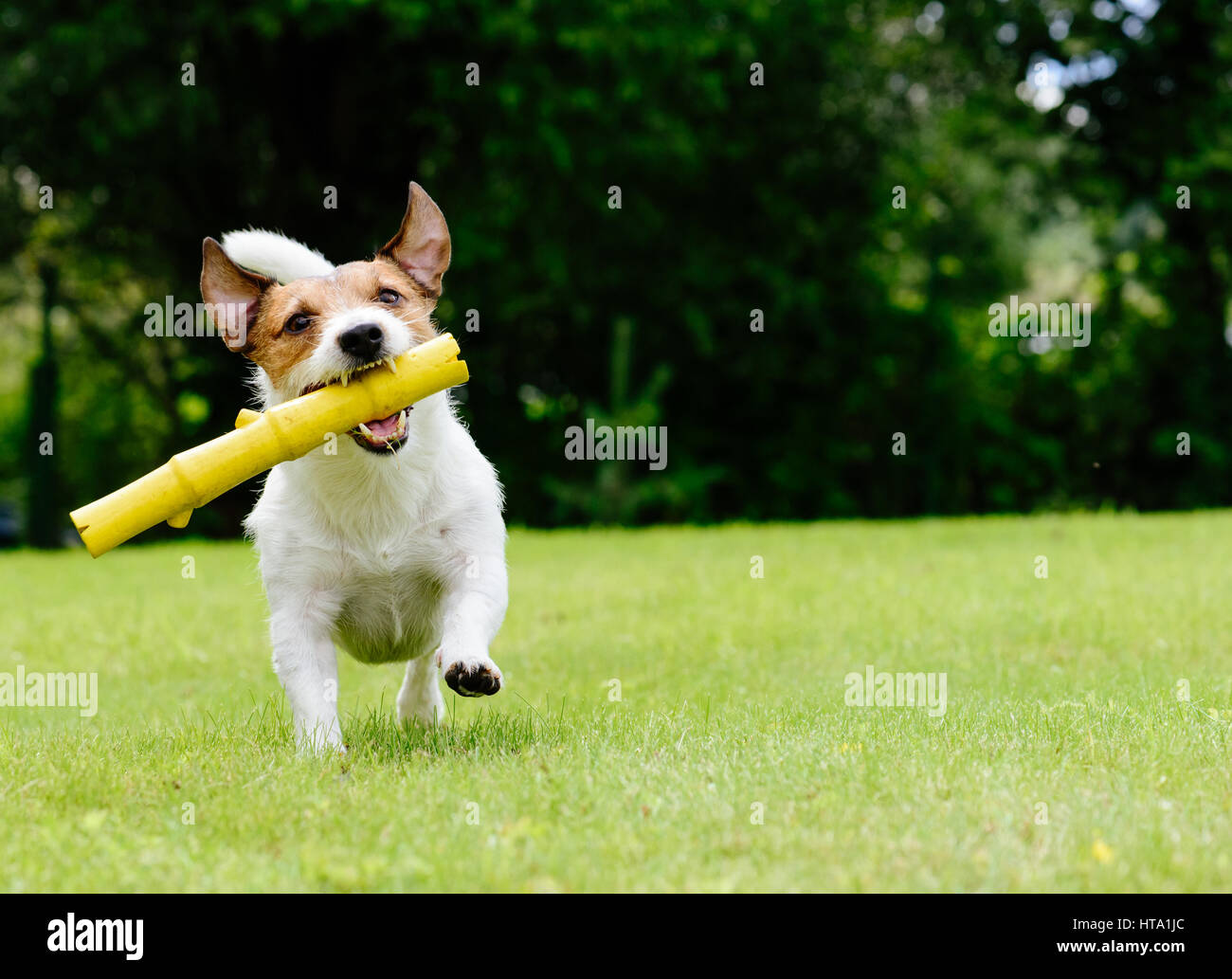 Cane che corre sul prato estivo il recupero del giocattolo Foto Stock