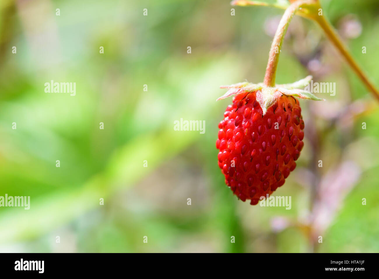 Un acino di fragole con verde spazio copia Foto Stock