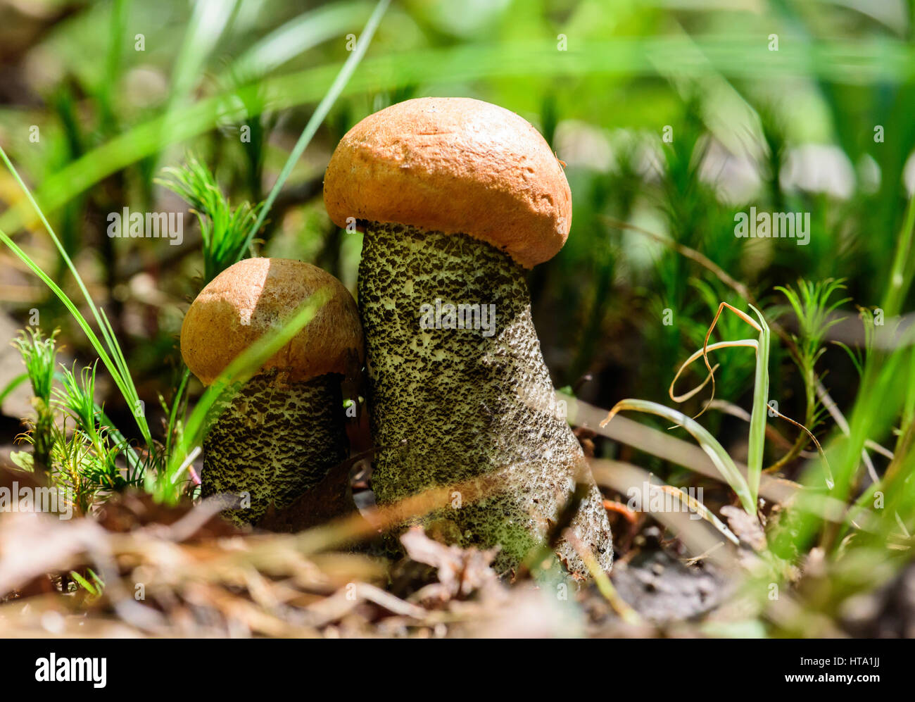 Due piccoli arancio-cap boletus cresce a bosco selvatico Foto Stock