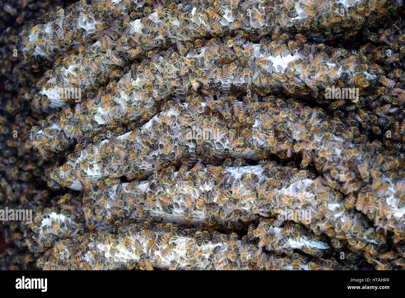 Gruppo di nido nella casella con il miele, api, cera d'api, apicoltura è popolare in Vietnam, apicoltore andare ovunque con bee hive al prodotto il miele, la cera Foto Stock