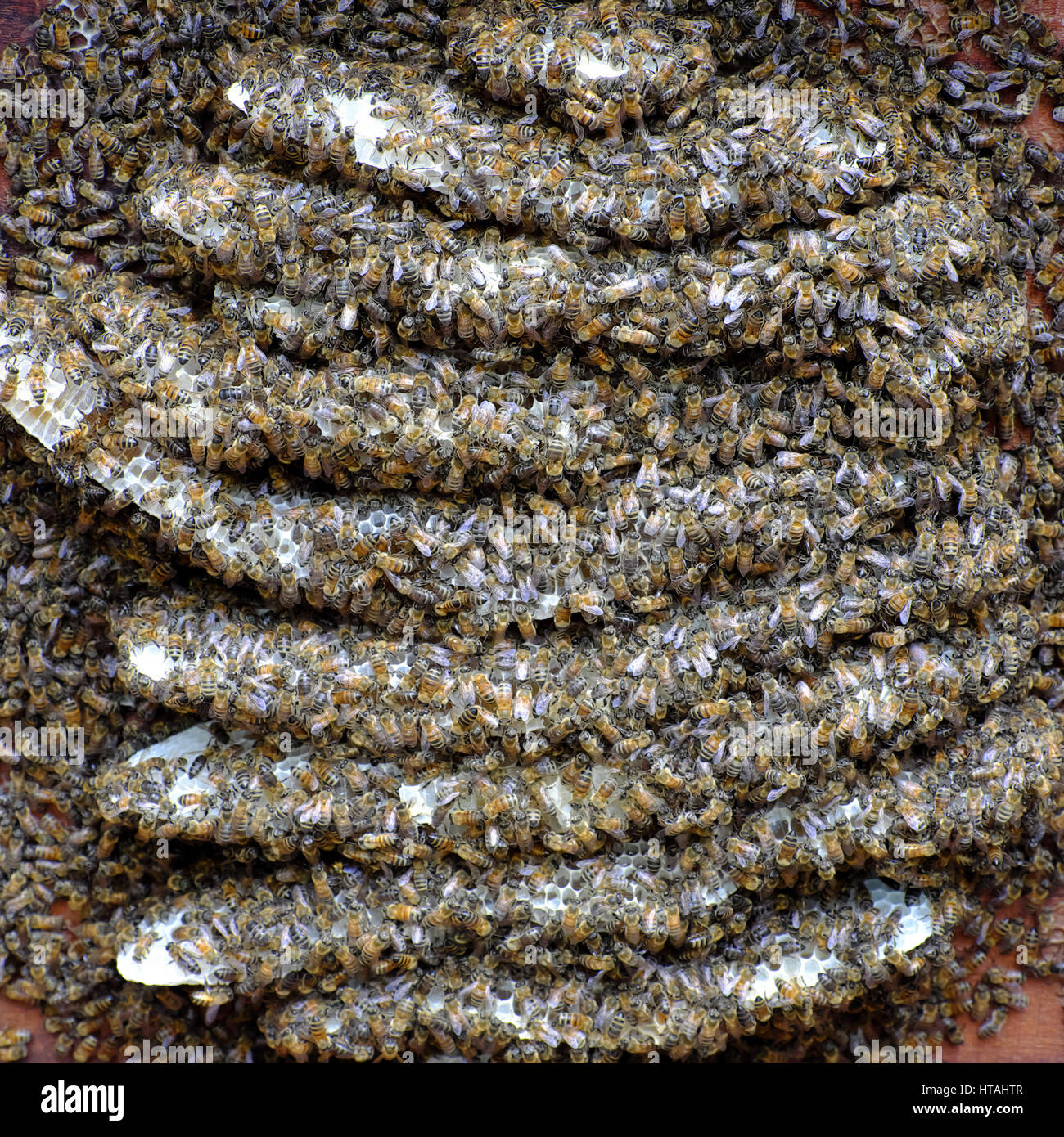 Gruppo di nido nella casella con il miele, api, cera d'api, apicoltura è popolare in Vietnam, apicoltore andare ovunque con bee hive al prodotto il miele, la cera Foto Stock