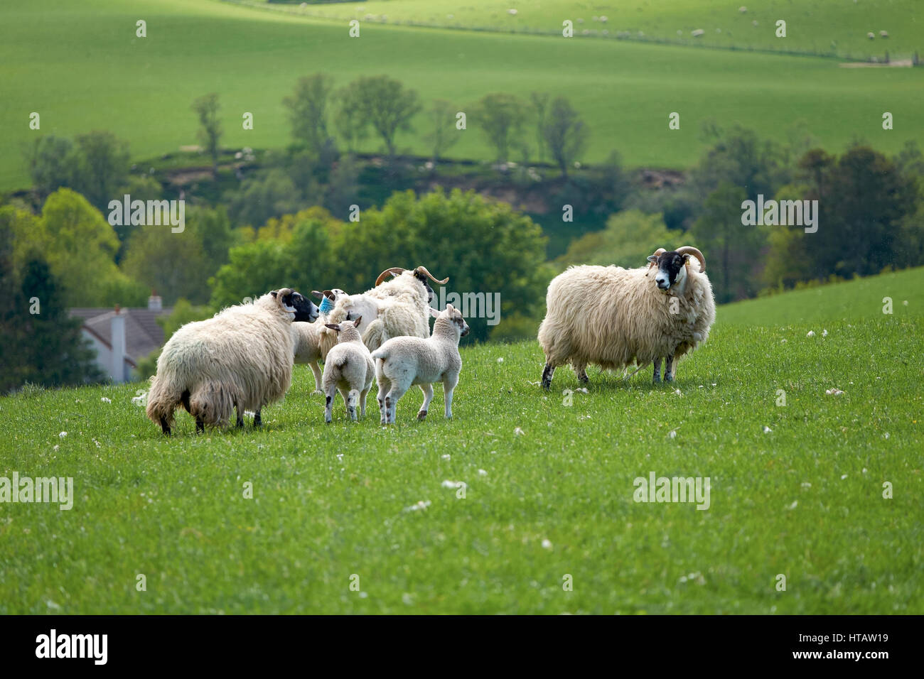 Gli ovini e i loro agnelli giovani in un campo verde in un agriturismo nelle Highlands Scozzesi. Foto Stock