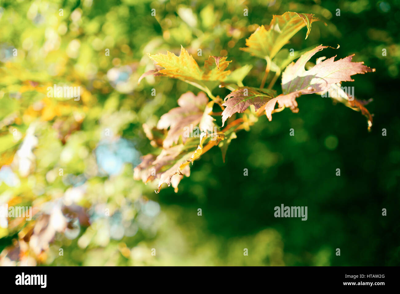 Primavera fresche foglie di acero nella campagna inglese. Foto Stock