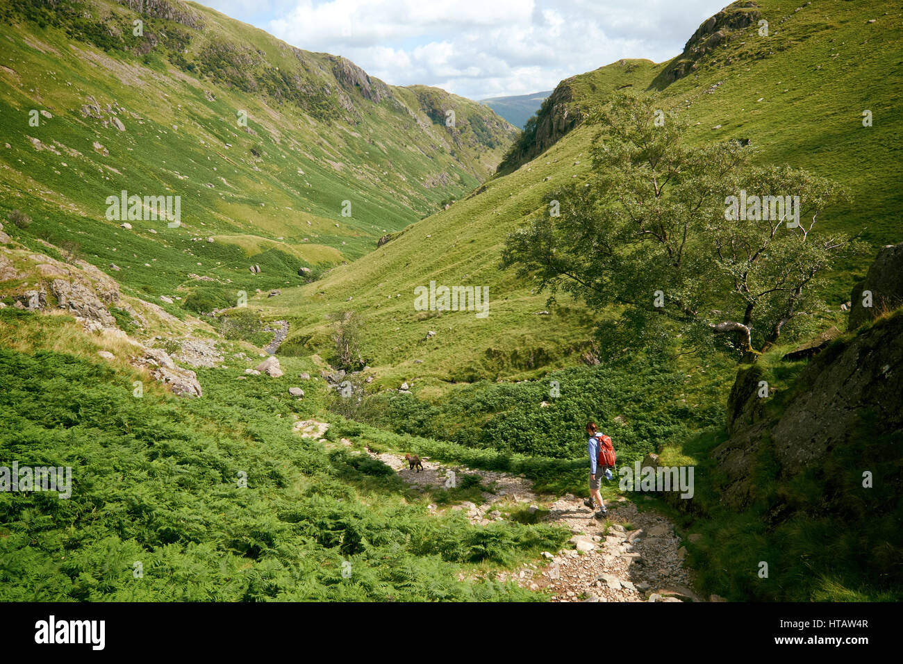 Un escursionista a piedi nel Lake District inglese, UK. Foto Stock