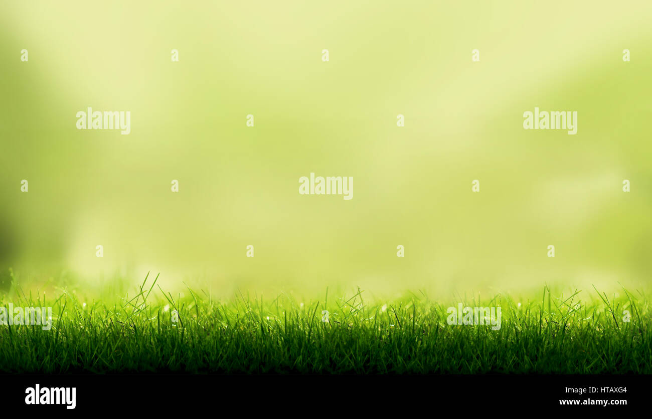 Lame di erba verde con una offuscata giardino verde fogliame sullo sfondo. Foto Stock