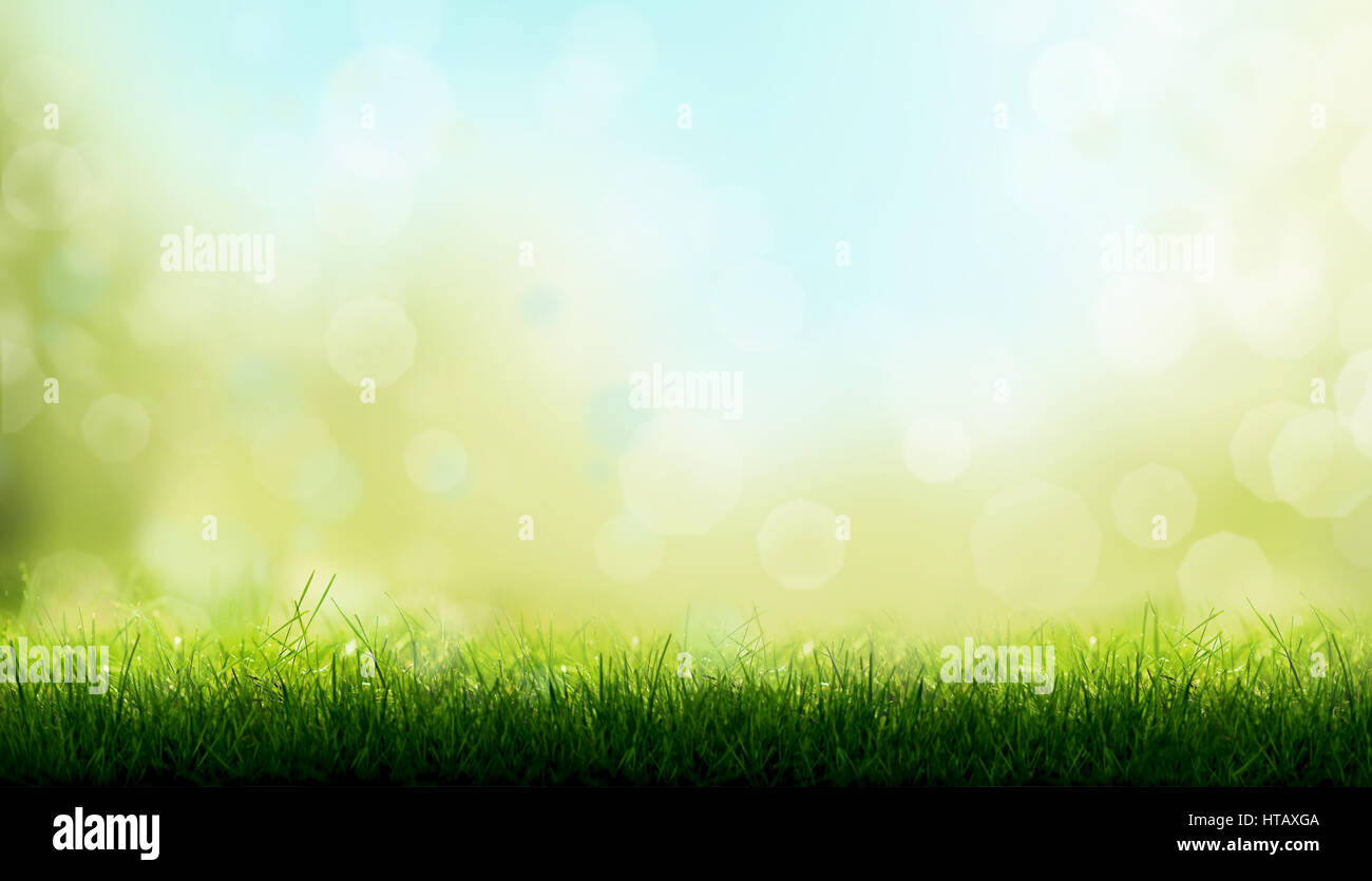 Lame di erba verde con una offuscata bokeh di fondo cielo blu e verde giardino fogliame sullo sfondo. Foto Stock