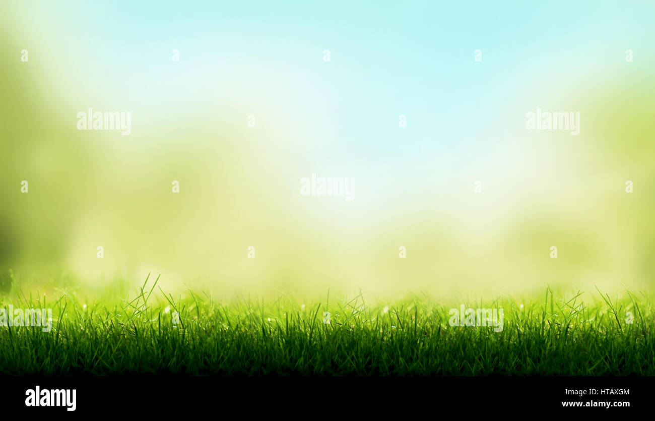 Lame di erba verde con una offuscata cielo blu e verde giardino fogliame sullo sfondo. Foto Stock