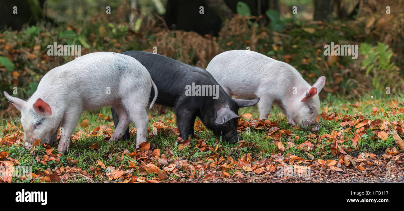 I tre amigos. Tre i suinetti nella nuova foresta Foto Stock