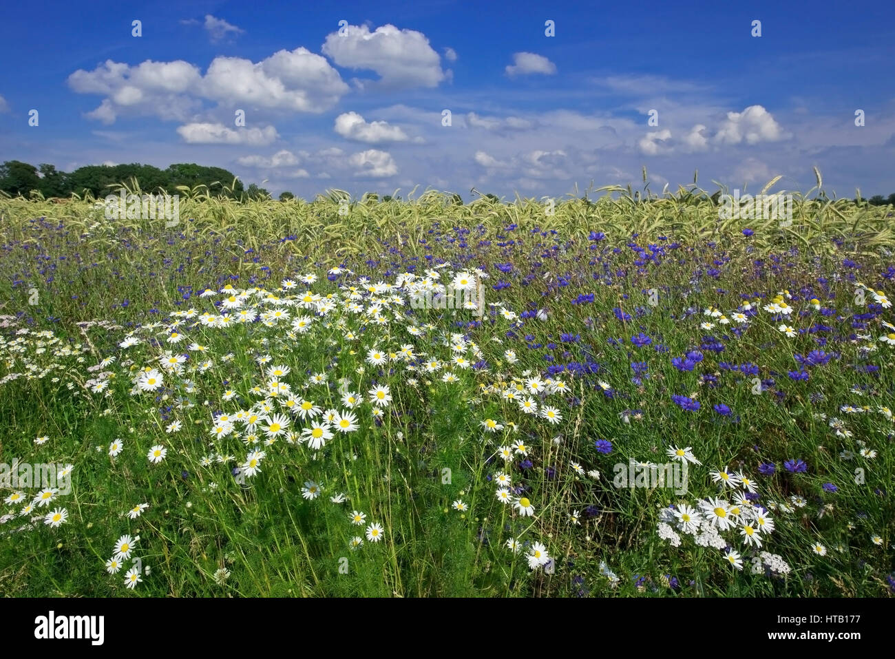 I fiori del grano-campo, Blumen im Getreidefeld Foto Stock