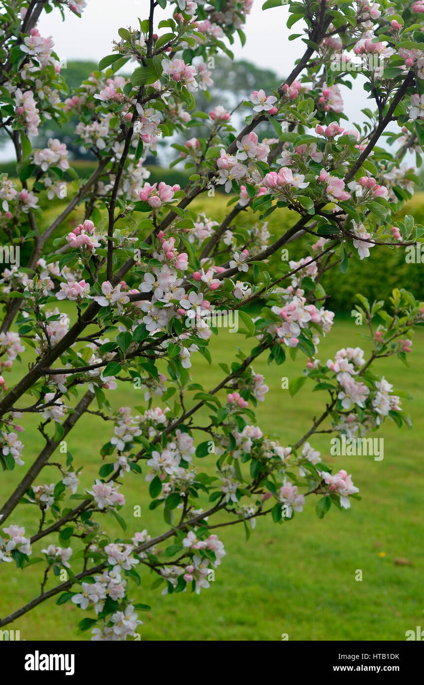 Margil apple blossom Foto Stock