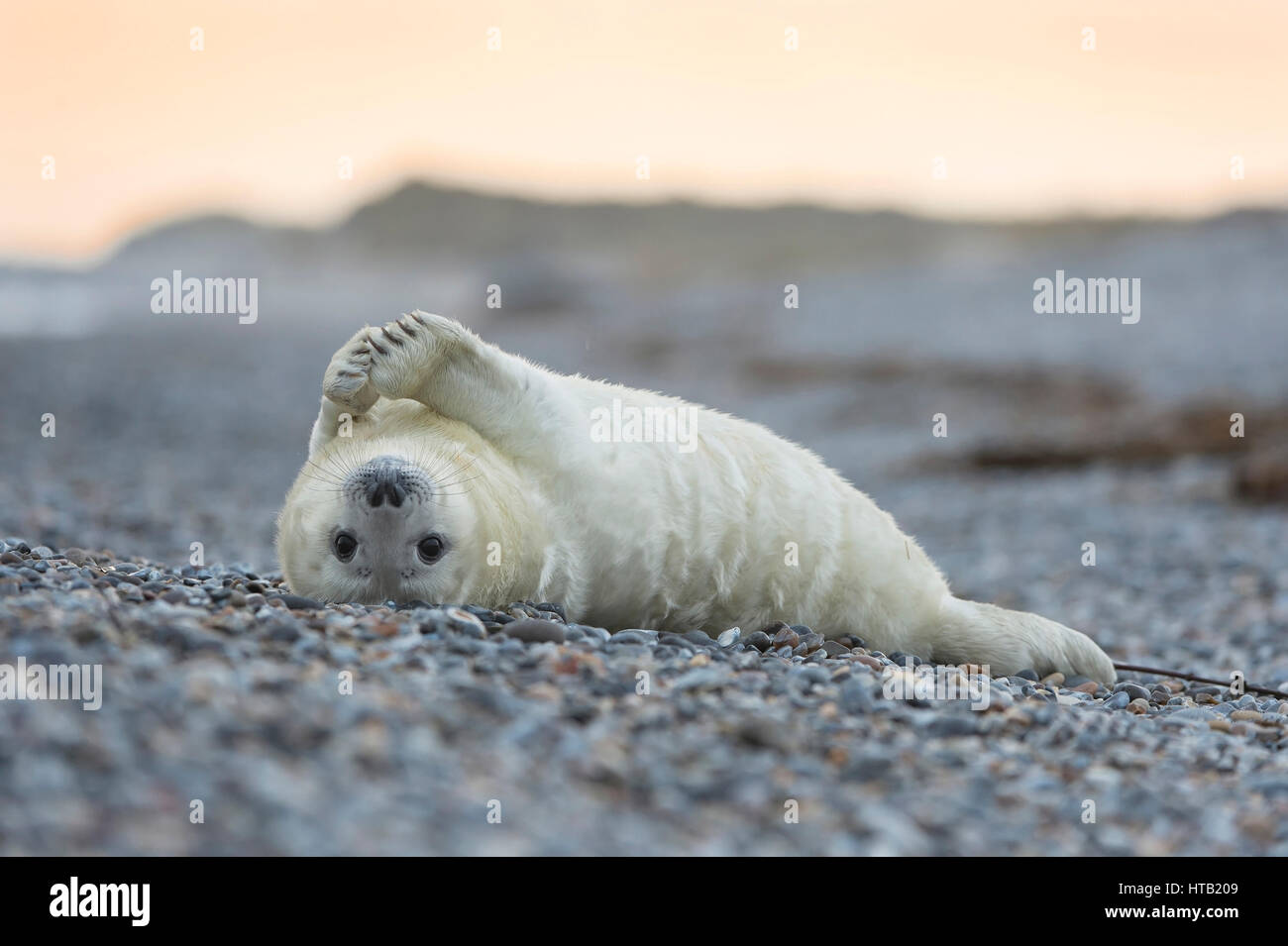 Guarnizione a cono si trova sul retro, Kegelrobbe liegt auf dem Ruecken Foto Stock