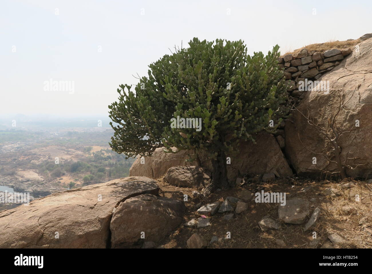 Cactus tree sulla cima di una montagna in sanapur nei pressi di hampi, Karnataka, India del sud. Foto Stock