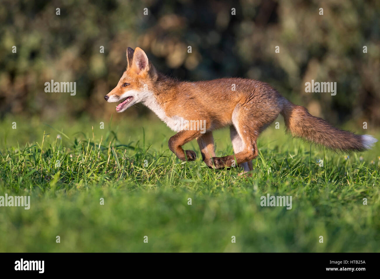 Giovane volpe si allontana dal suo distretto, Vulpes vulpes, Jung, fox fox, fox terrier, Junger Fuchs streift durch sein Revier, Vulpes vulpes , Jungfuchs, Fuc Foto Stock