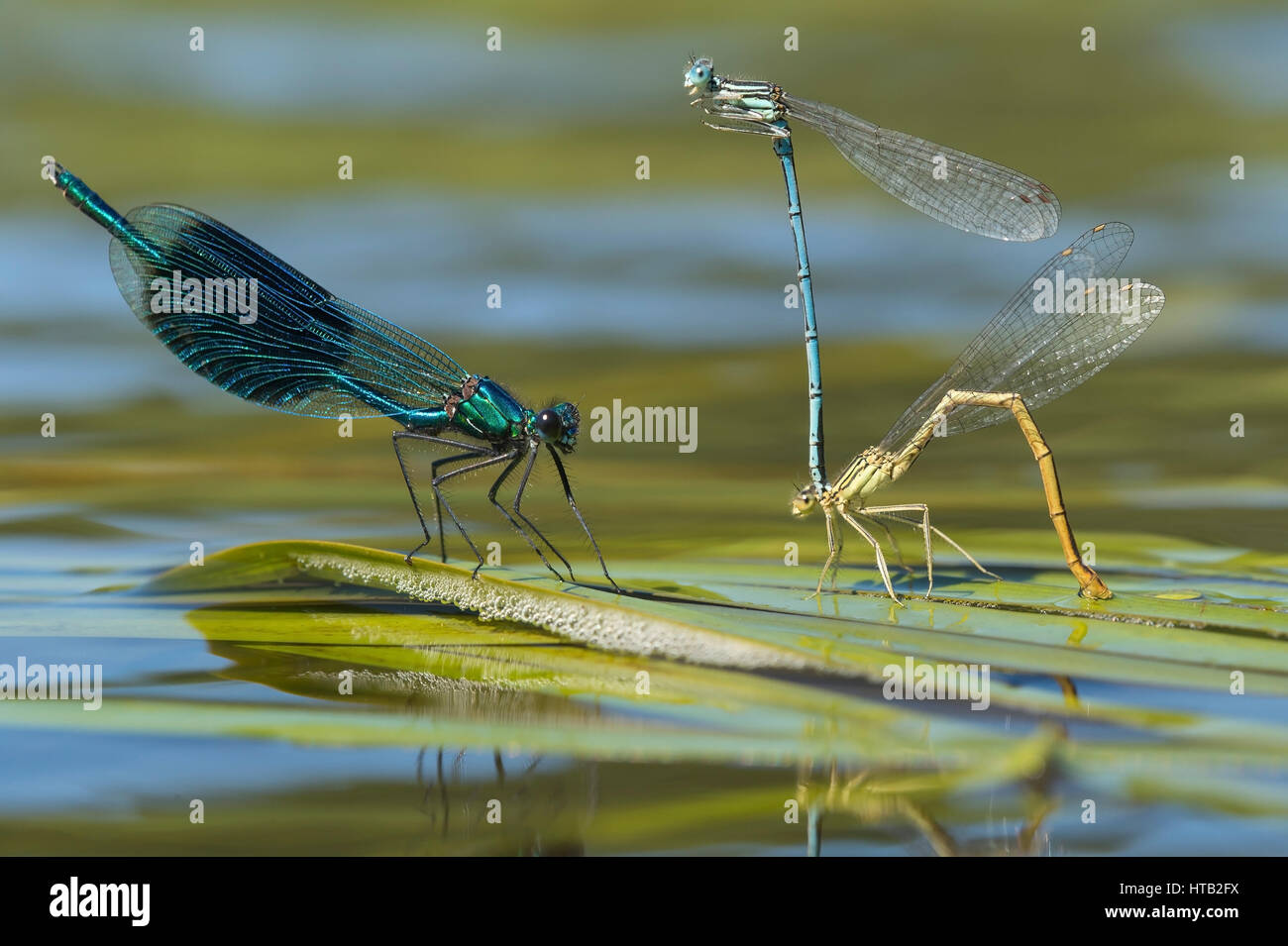 Feather dragonfly, Platycnemis pennipes, Federlibelle Foto Stock
