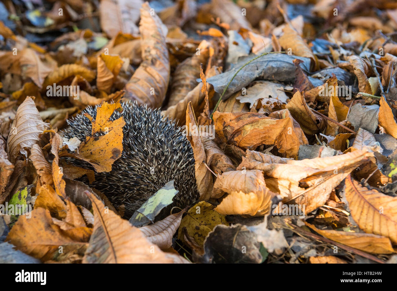 Unione riccio, fogliame autunnale Erinaceidae, riccio in autunno, Europaeischer Igel, Herbstlaub, , Igel im Herbst Foto Stock