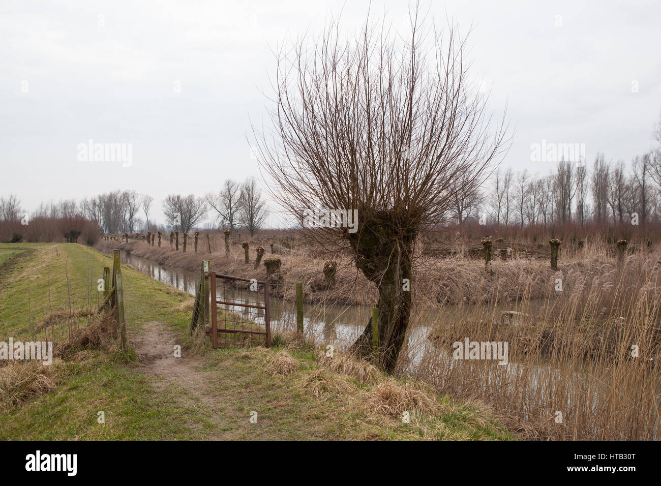 Paesi Bassi il paesaggio con potatura pollard salici in primavera Foto Stock