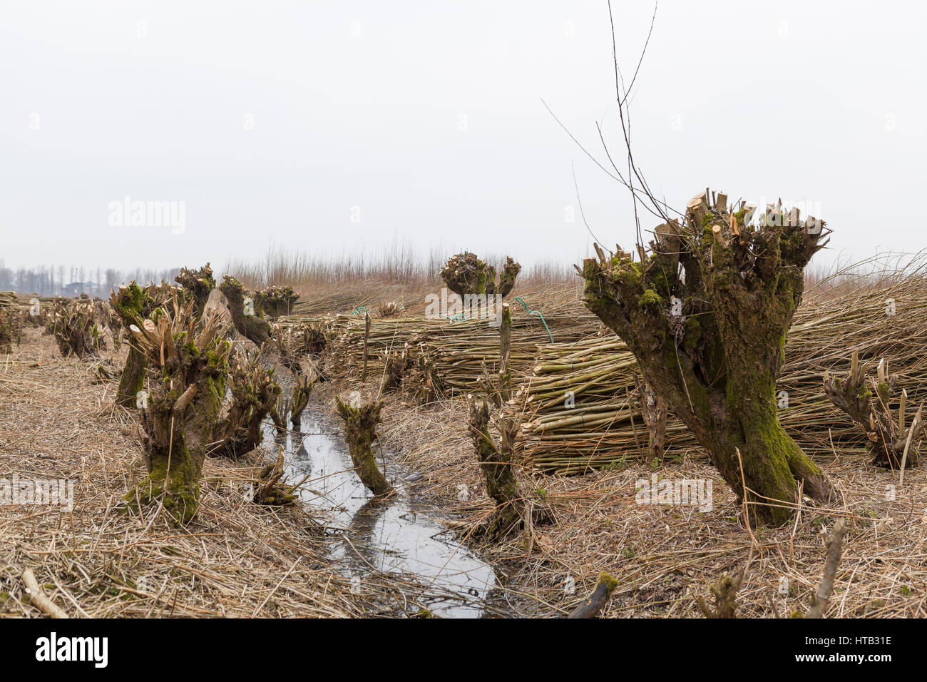Paesi Bassi il paesaggio con potatura pollard salici in primavera Foto Stock